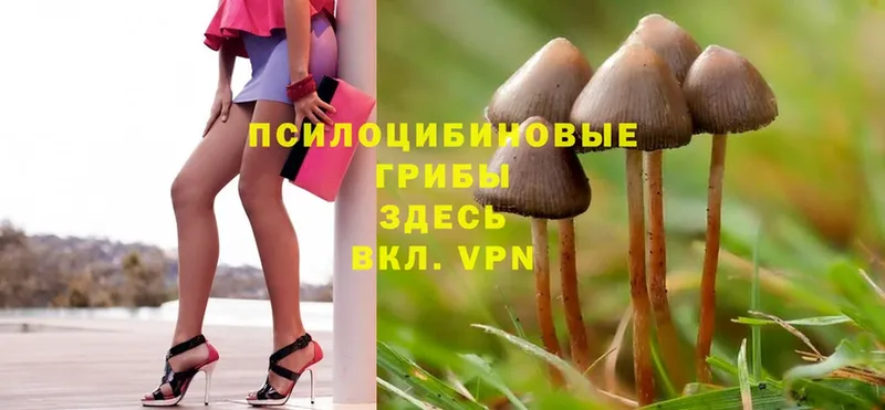 Псилоцибиновые грибы Psilocybine cubensis  Унеча 